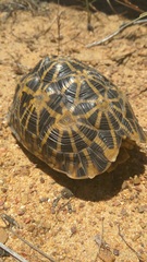 Psammobates geometricus