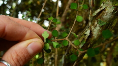 Pittosporum obcordatum