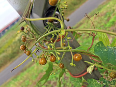 Paederia foetida