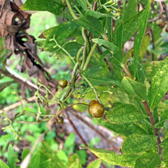 Paederia foetida