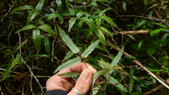 Rubus schmidelioides schmidelioides