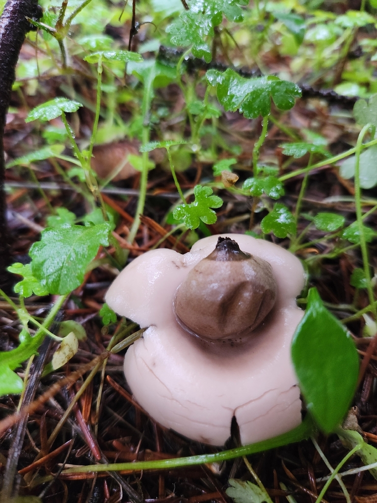 Geastrum saccatum