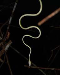 Ahaetulla mycterizans