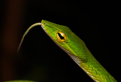 Ahaetulla mycterizans