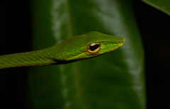 Ahaetulla mycterizans