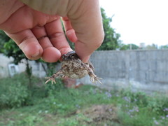 Physalaemus albonotatus