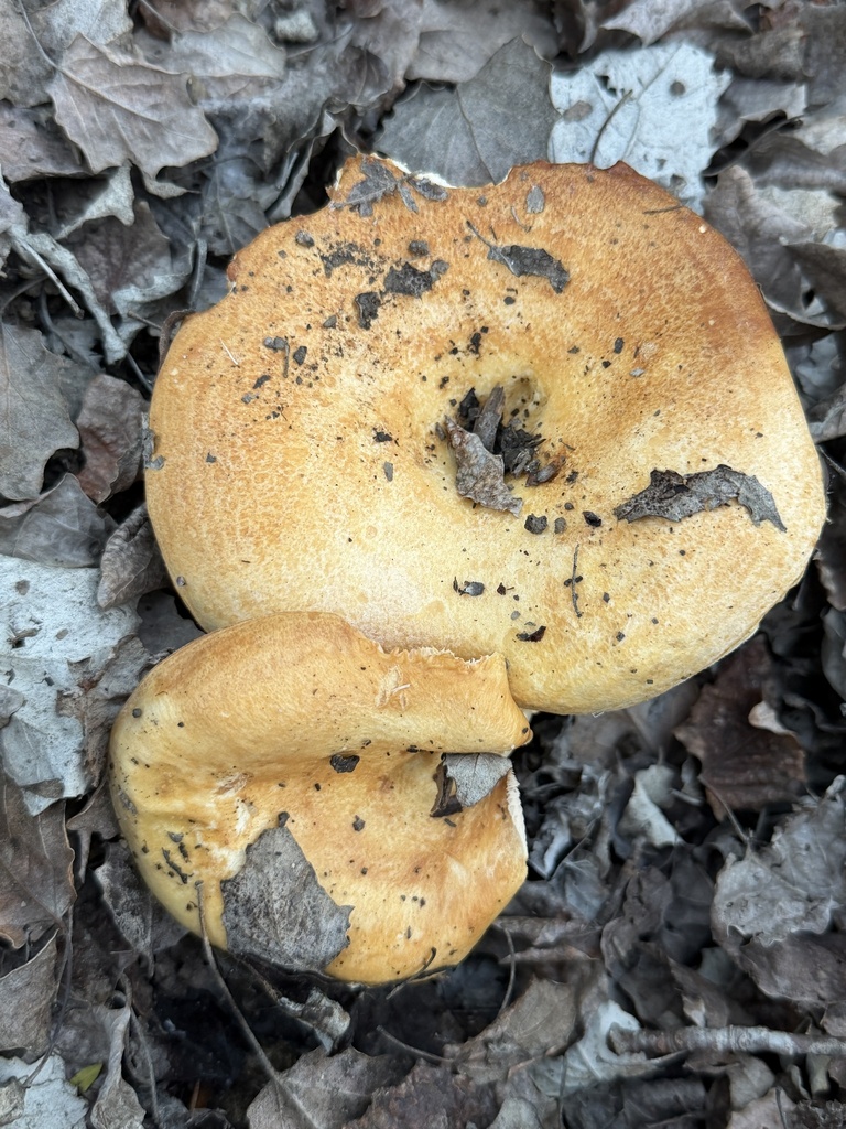 Lactarius alnicola · December 2025 · photo: © aheyman1 (iNaturalist, cc0)