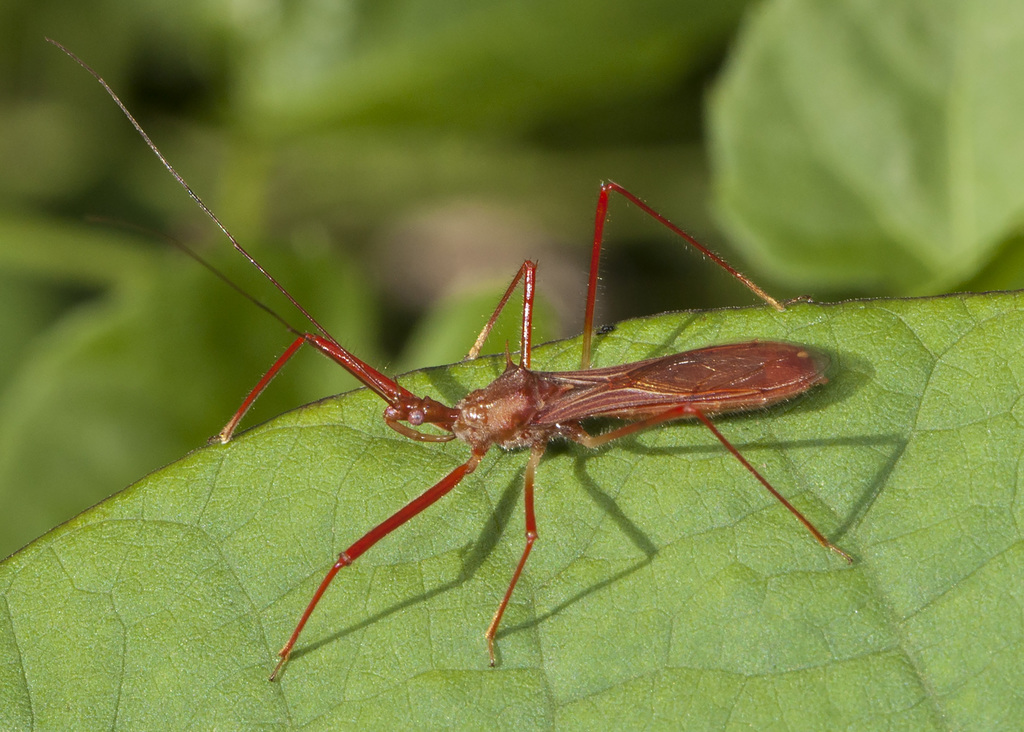 Ricolla simillima