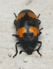 Episcapha quadrimacula