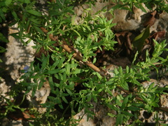 Stemodia maritima