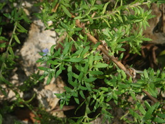 Stemodia maritima