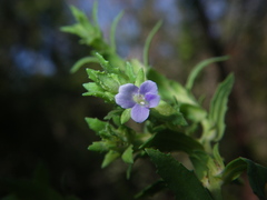 Stemodia maritima