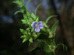 Stemodia maritima