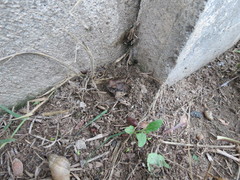 Physalaemus albonotatus