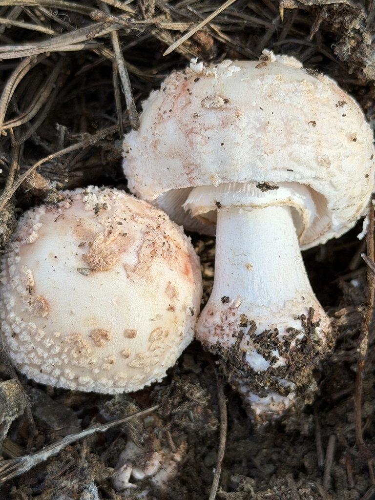 Amanita novinupta · December 2025 · photo: © aheyman1 (iNaturalist, cc0)
