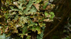 Sticta cinereoglauca