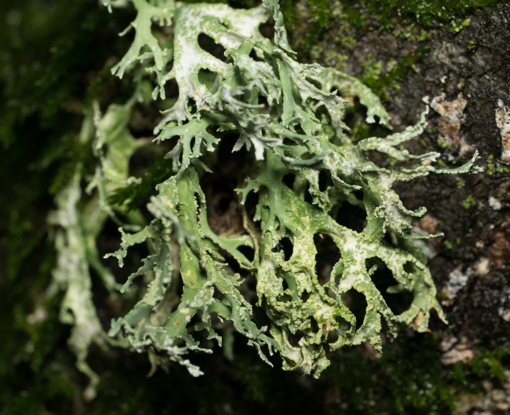 Evernia prunastri image