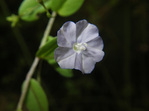 bindweed dwarf morning-glory (Evolvulus convolvuloides)