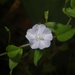 Bindweed Dwarf Morning-Glory - Photo (c) Maxim Nuraliev, some rights reserved (CC BY-NC), uploaded by Maxim Nuraliev