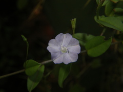 Evolvulus convolvuloides