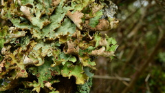Sticta cinereoglauca
