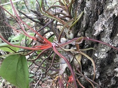 Tillandsia bulbosa