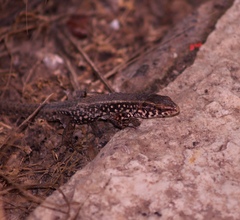 Algyroides moreoticus