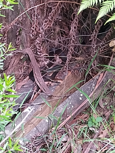 Lowlands Copperhead sighting