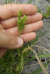 Poaceae