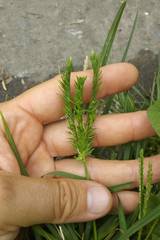 Poaceae