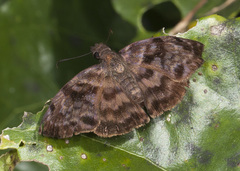 Ebrietas anacreon