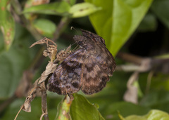 Ebrietas anacreon
