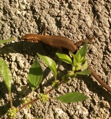 Algyroides moreoticus