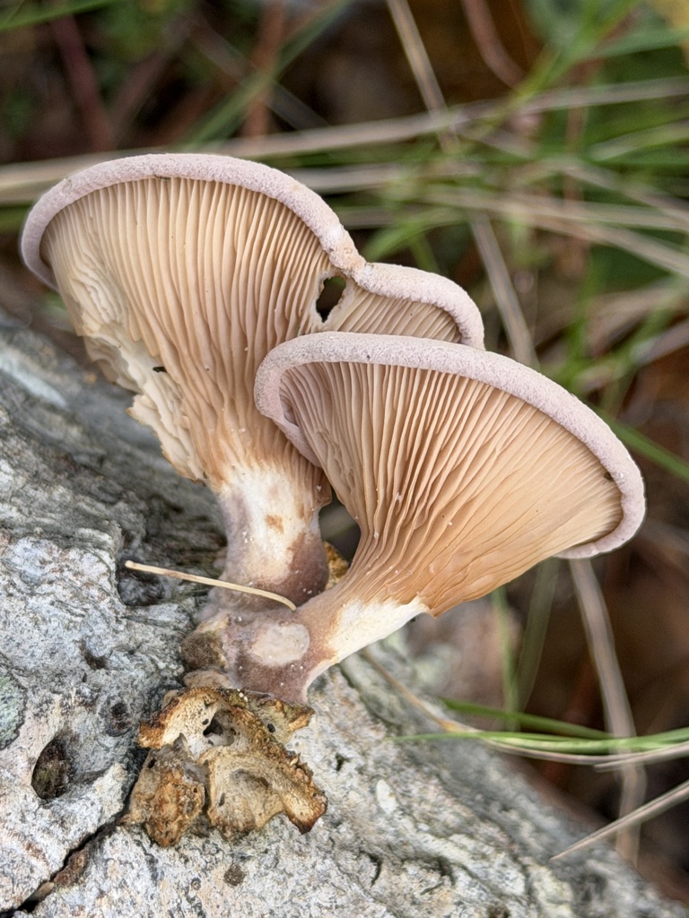 Panus conchatus · December 2025 · photo: © aheyman1 (iNaturalist, cc0)