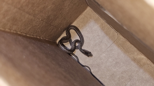 Keeled Sepia Snake