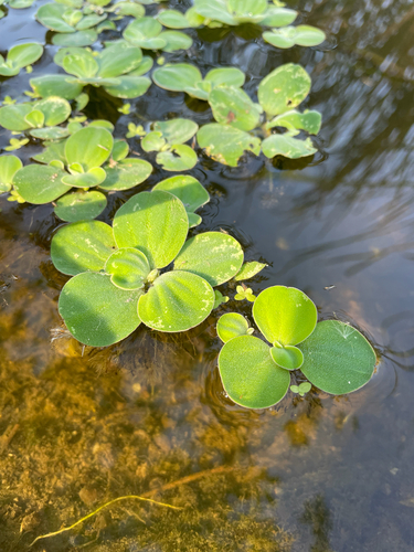 Water Lettuce