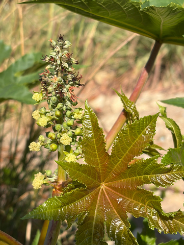 castor bean