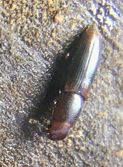 Rhizophagus