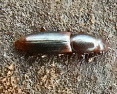 Rhizophagus