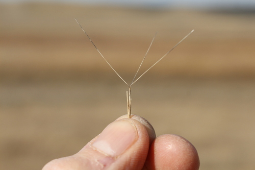 Aristida longiseta, 2025-10-26