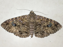 Speiredonia