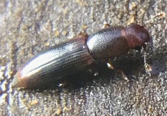Rhizophagus