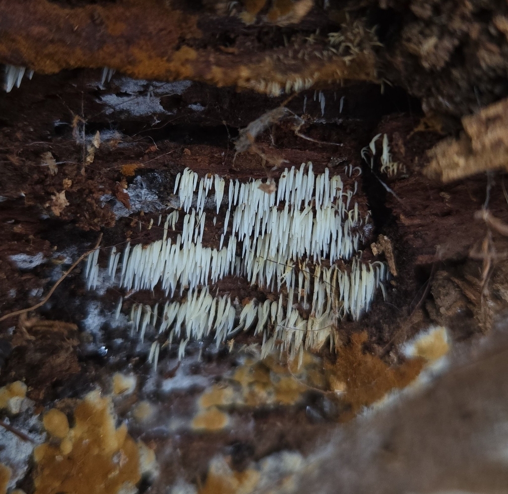 Mucronella calva · December 2025 · photo: © benfungi (iNaturalist, cc-by)