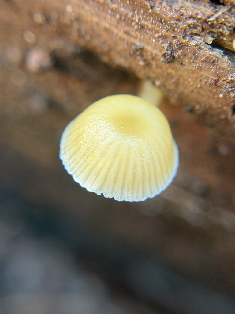 Chromosera loreleiae · December 2025 · photo: © aheyman1 (iNaturalist, cc0)