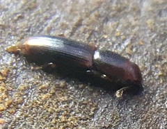 Rhizophagus