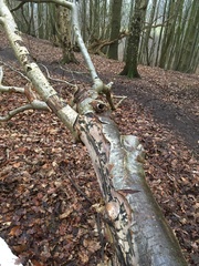 Rhizophagus