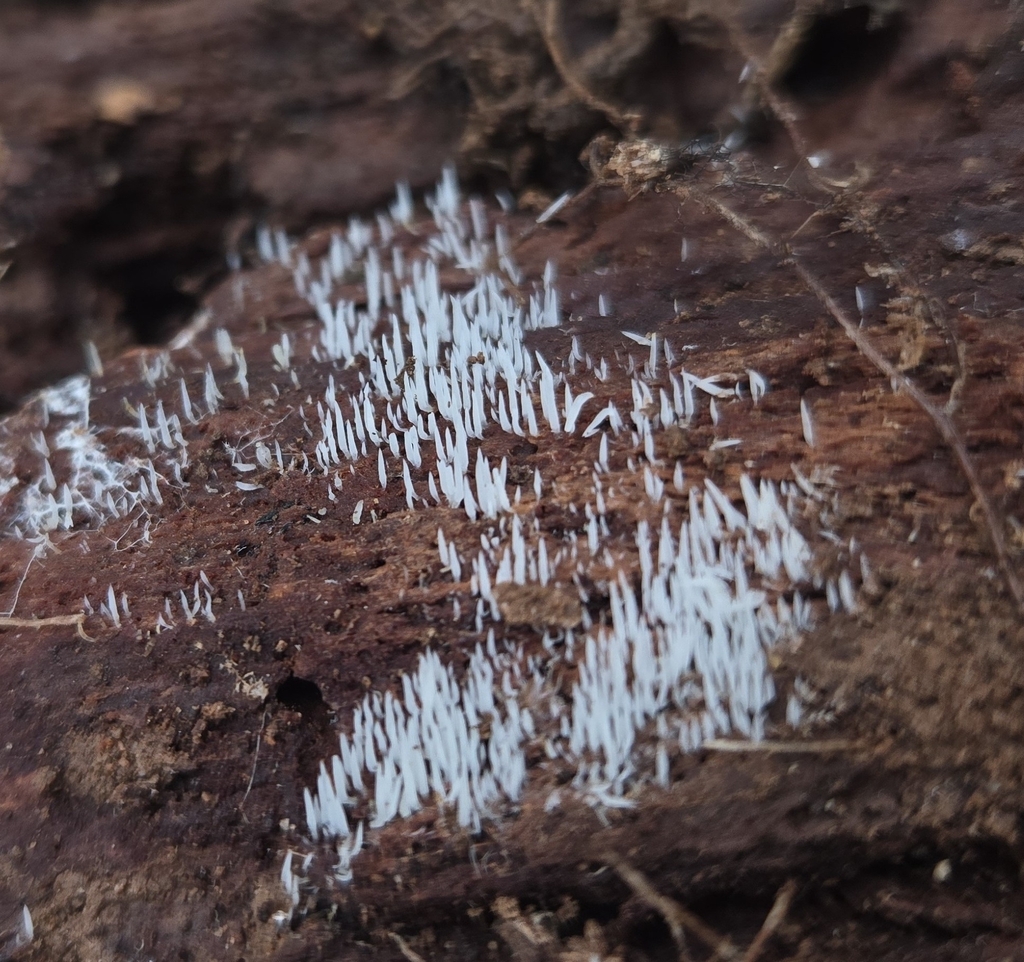 Mucronella calva · December 2025 · photo: © benfungi (iNaturalist, cc-by)
