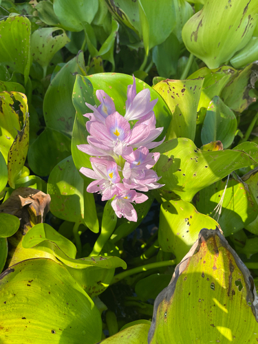 common water hyacinth