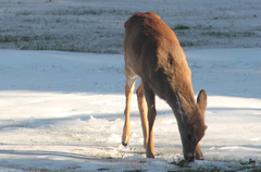 Odocoileus virginianus