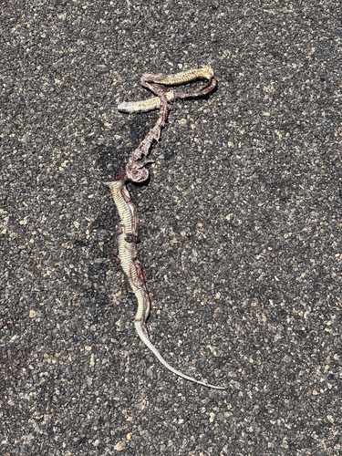 Australian Elapids (inc. Sea Snakes) sighting